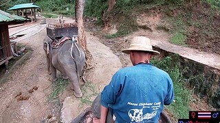 Elephant riding in Thailand with babyhood